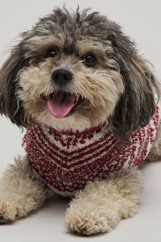 CozyChic Checkered Stripe Pet Sweater